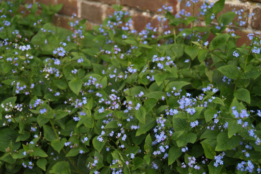 Brunnera macrophylla bestellen